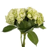 Hydrangea-Apple-Green-1_600x600-400x400