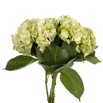 Hydrangea Apple Green
