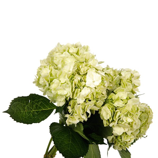 Hydrangea Apple Green