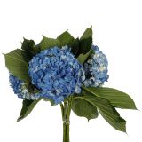 Hydrangea Blue