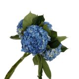 Hydrangea Blue