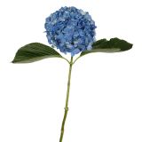 Hydrangea Blue