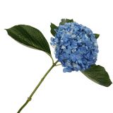Hydrangea Blue