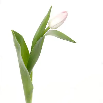 Tulip Regular Light Pink