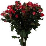 S.Rose-Fire-Works-1_600x600