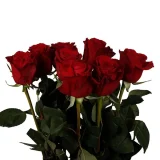 freedom-red-3_600x600